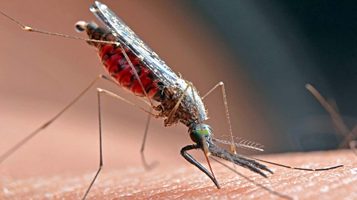 Mosquitoes
