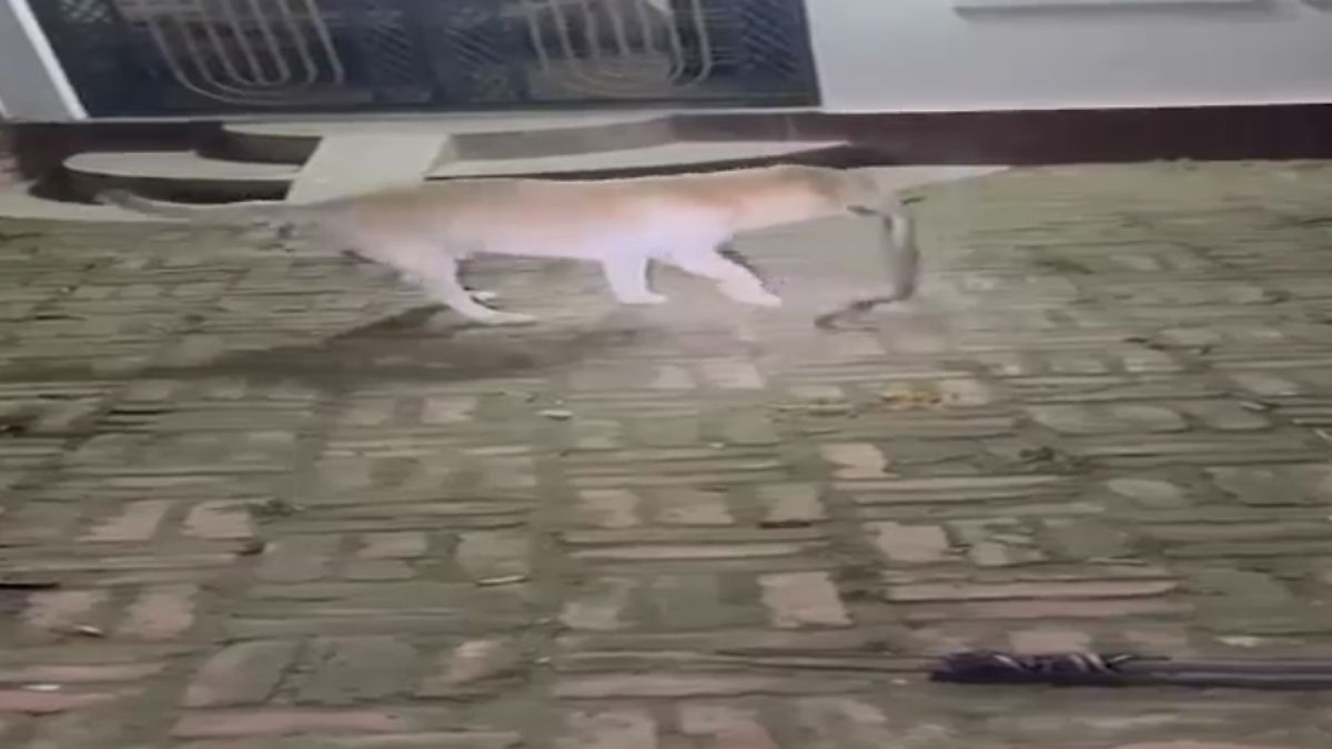 Pet Dog Tommy