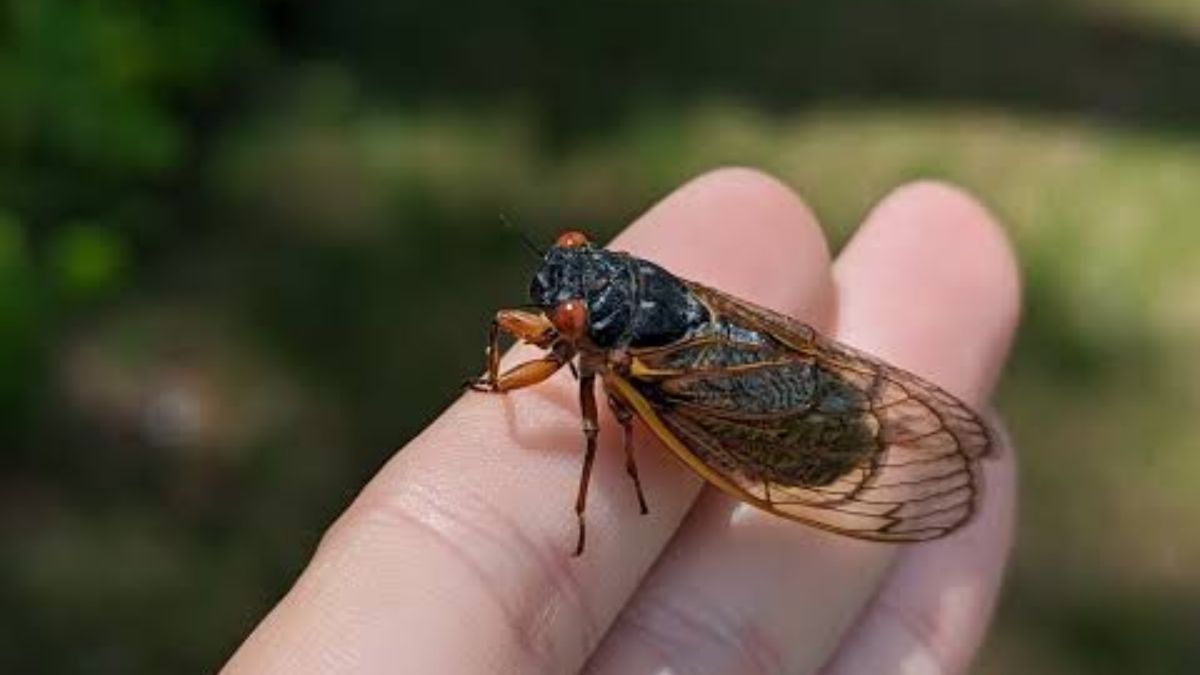 Cicada Noise