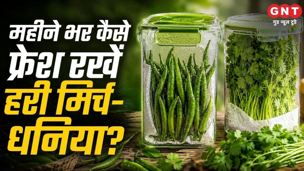 Green Chillies and Coriander Store Tips