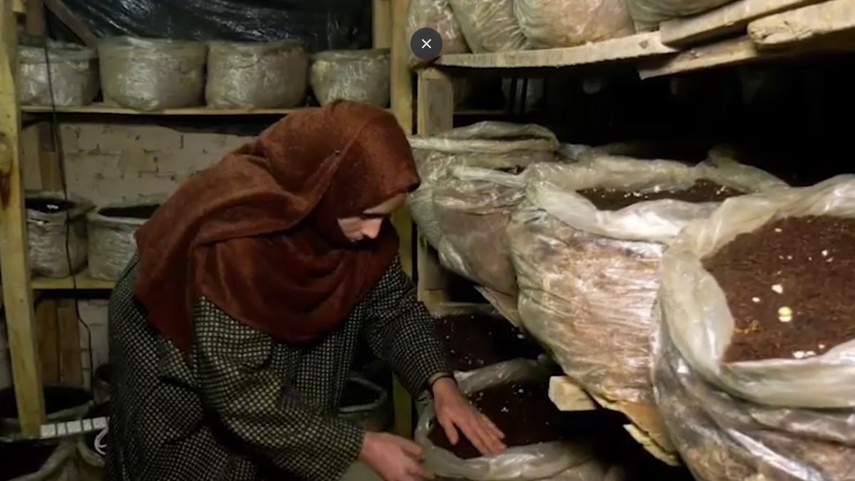 Mushroom Farming