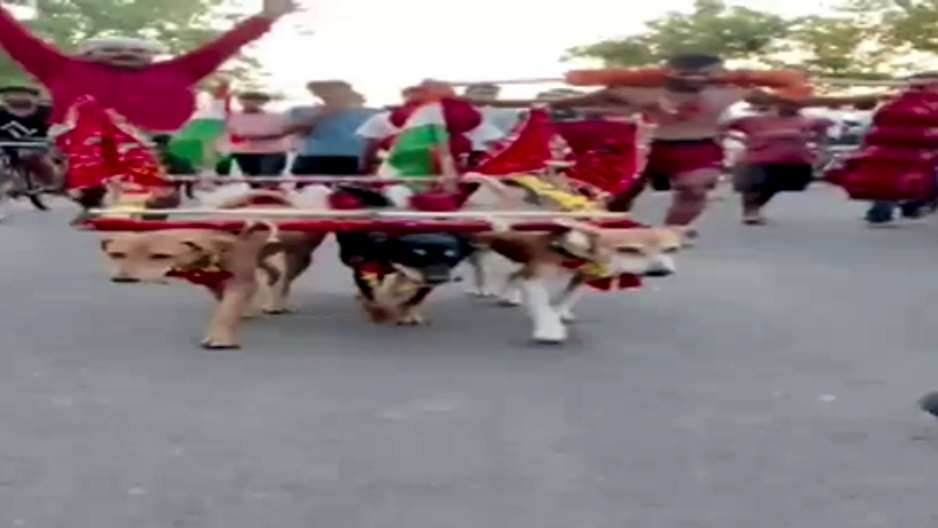 Devotee sets out on Kanwar Yatra with 3 pet dogs