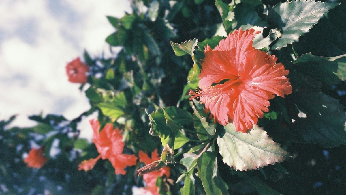 hibiscus