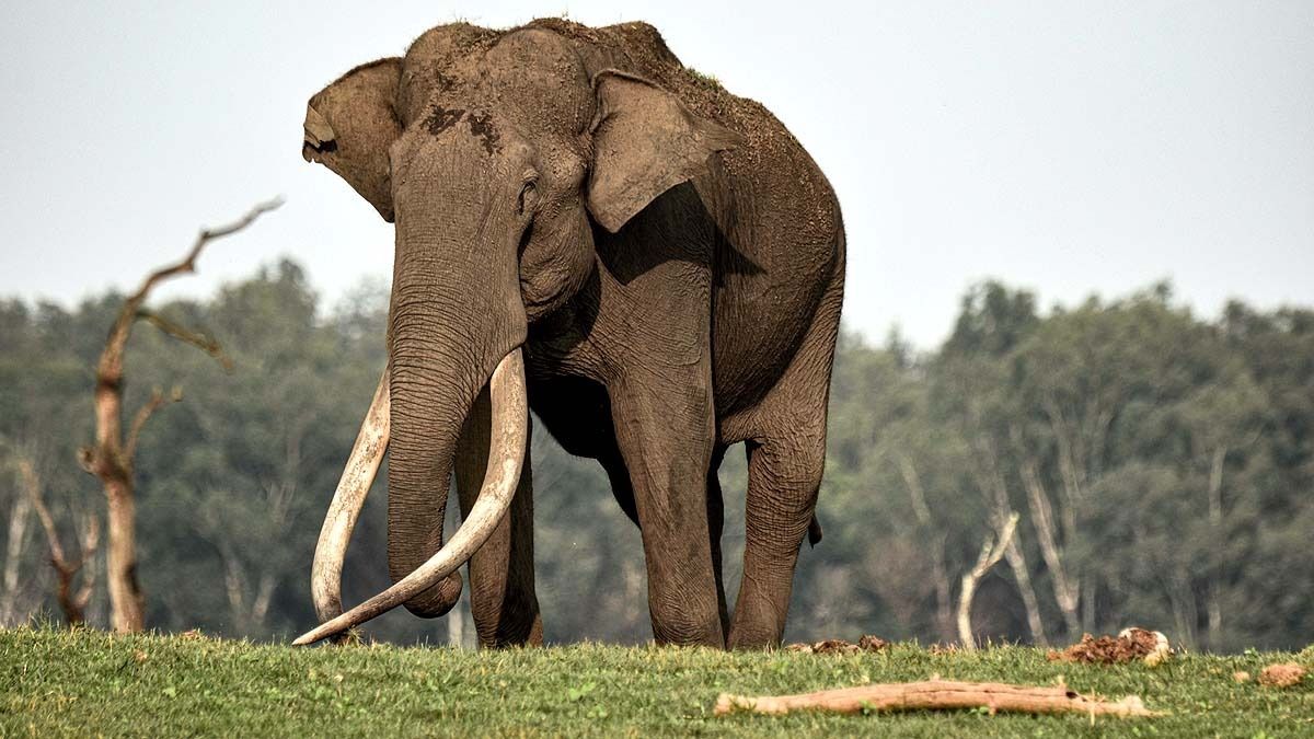 Elephant 