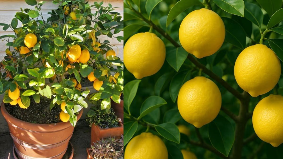 How to grow a lemon tree: घर पर गमले में उगाएं नींबू का पौधा... अक्टूबर तक ढेरों ताजे नींबू से भर जाएगा पेड़!