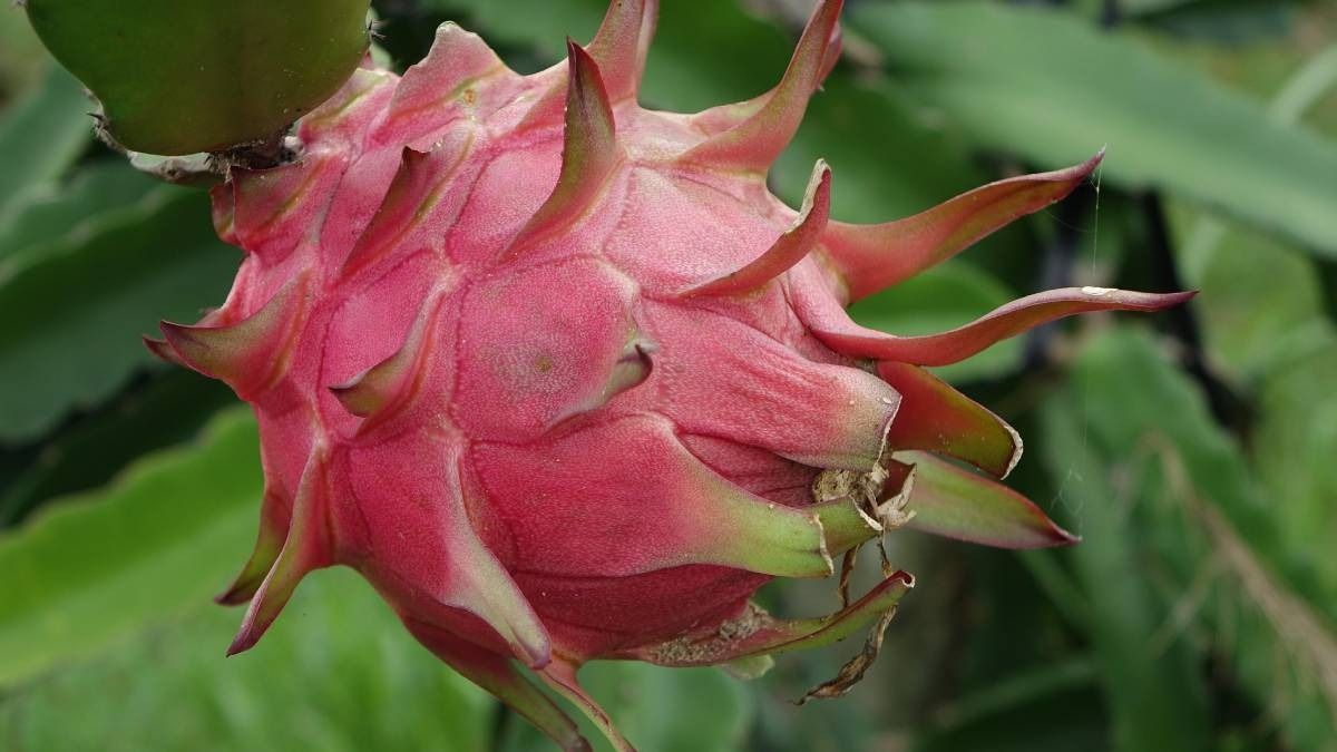 Dragon Fruit Gardening