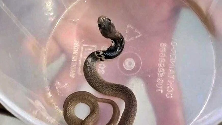 Snake Myth vs Fact