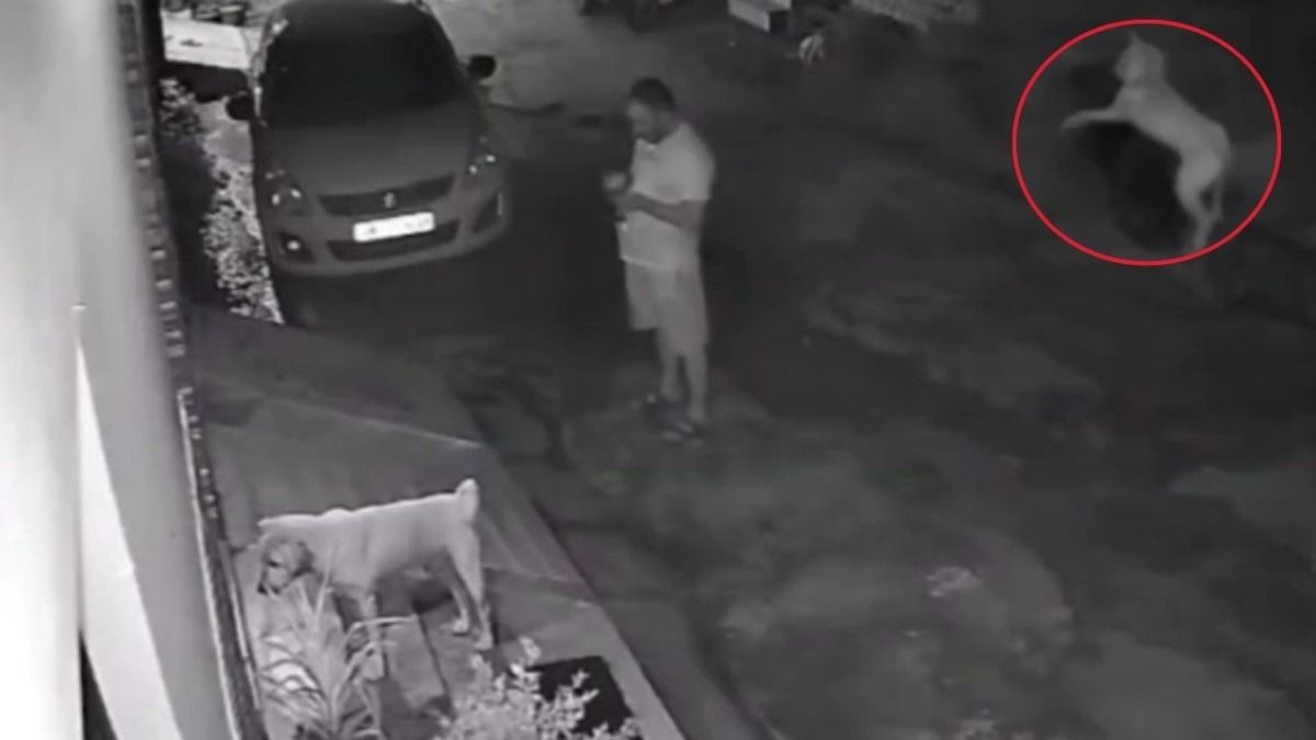 Dog saves the life of the person who fed it.