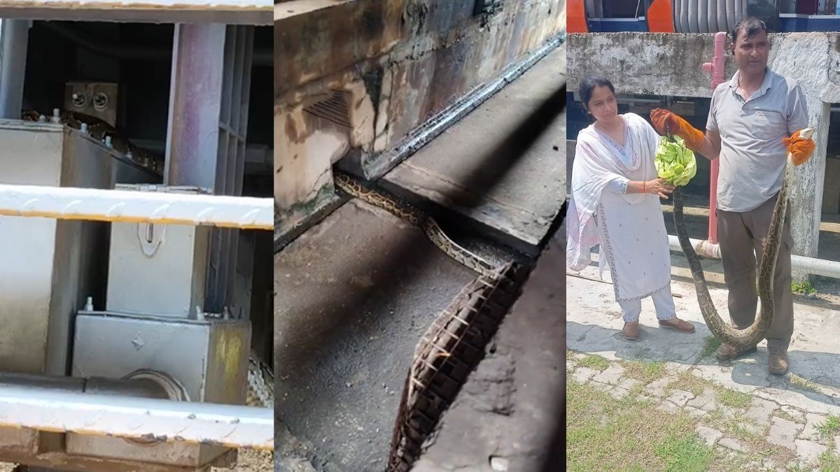Haridwar vande bharat train Python rescue
