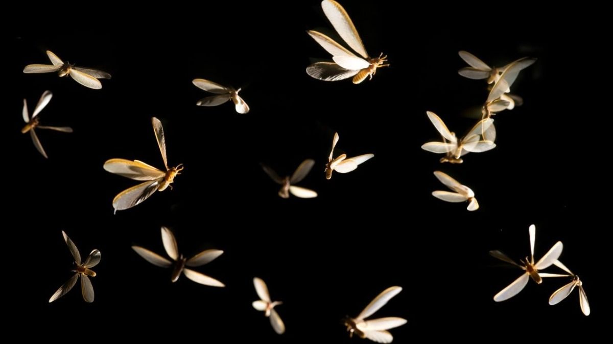 Flying Insects