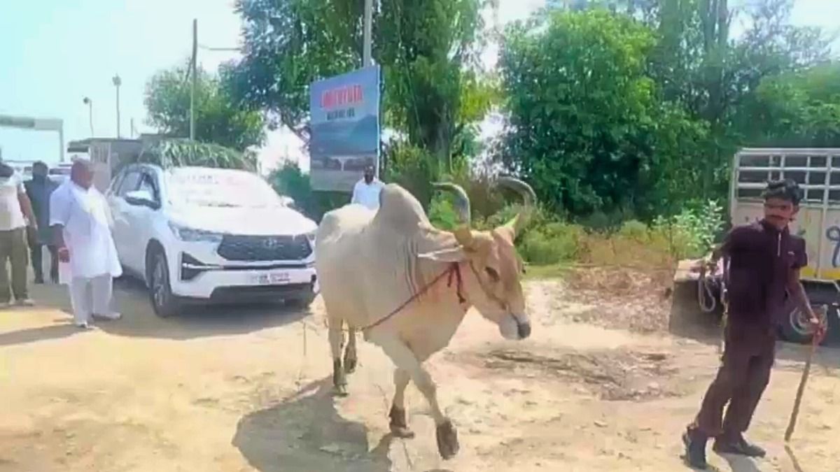 नई कार पर लदे चारे को खींचता बैल