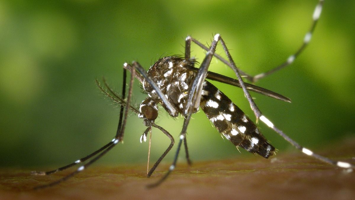  mosquito