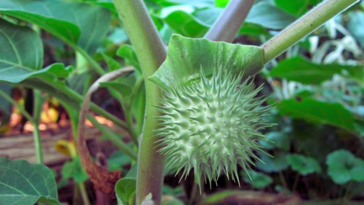 Datura