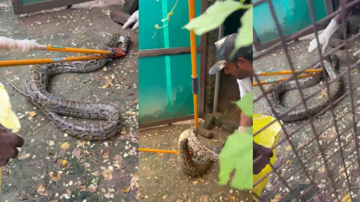 Bijnor Python