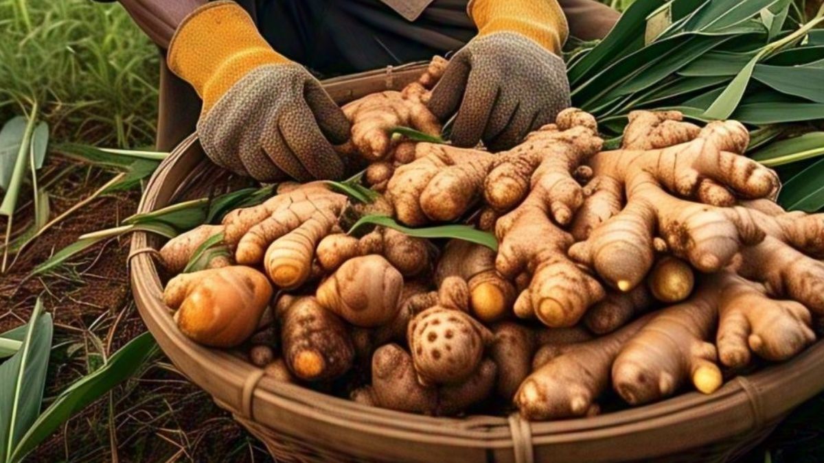 how to grow ginger 