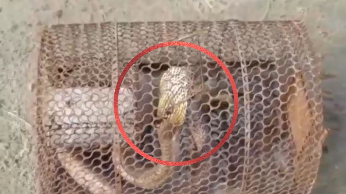 Cobra Found Trapped