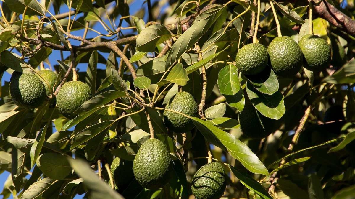 Avocado