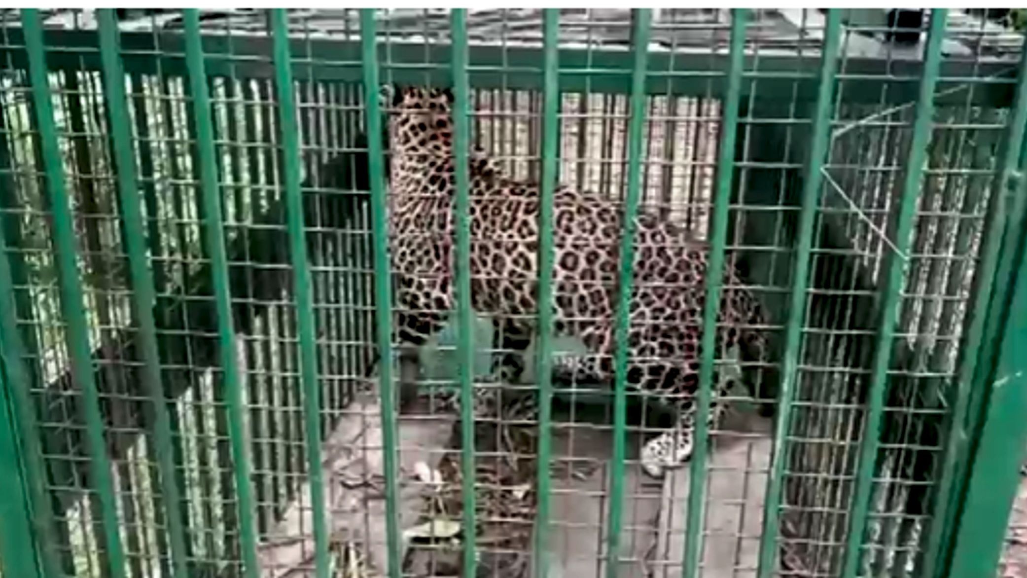 Three Dangerous Leopards Are Caught Alive