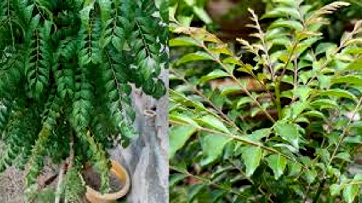 Gardening Tips for curry patta