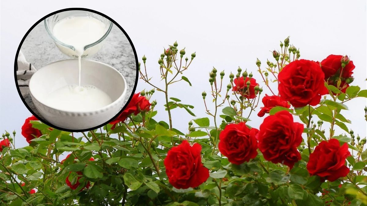 Rose Plant Care