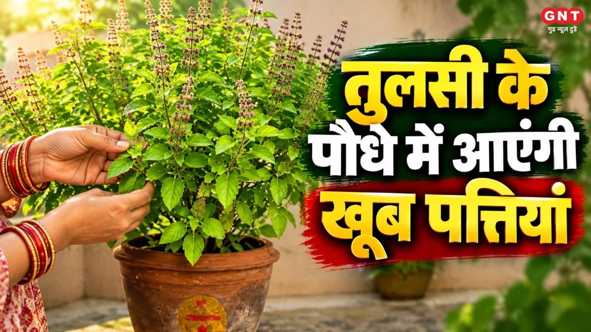 tulsi plant care tips