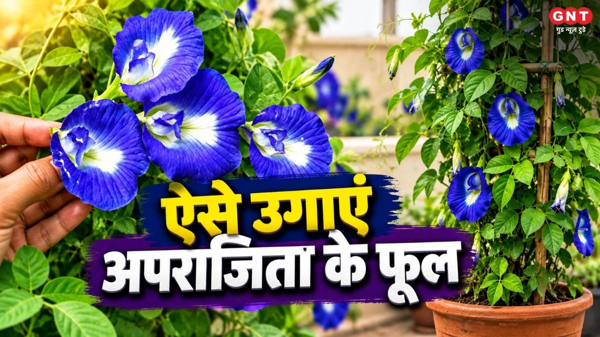 Aparajita Plant Care Tips