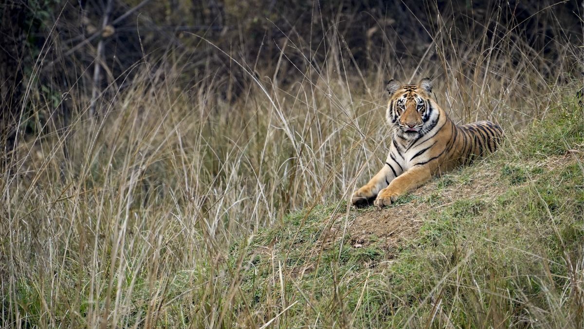 Tigress (Representative Image)