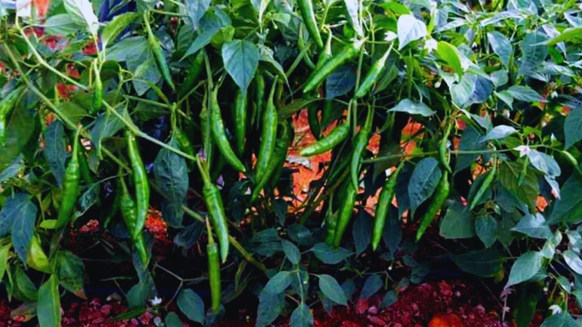Chilli Plant Care