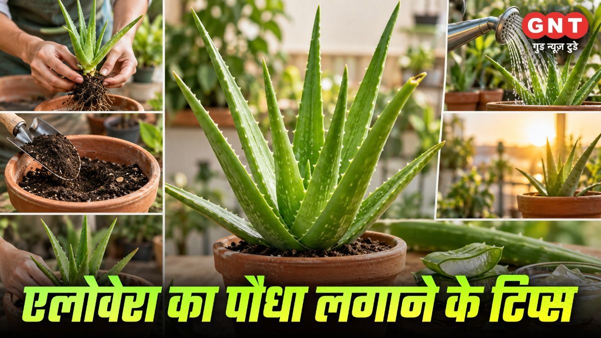 Aloe Vera Farming Tips