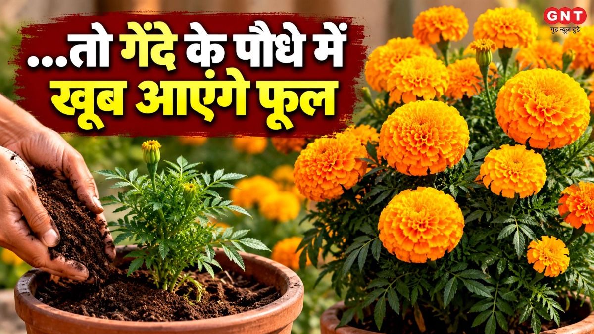 Gende Ka Phool Kaise Ugaye