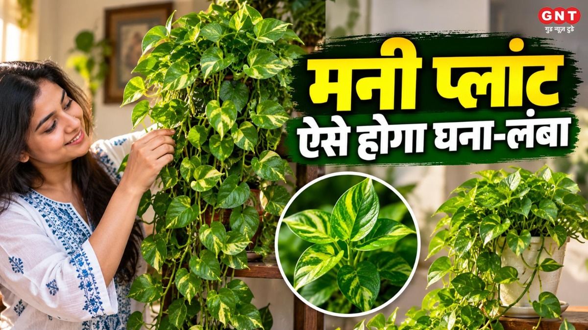 Money Plant Growing Tips