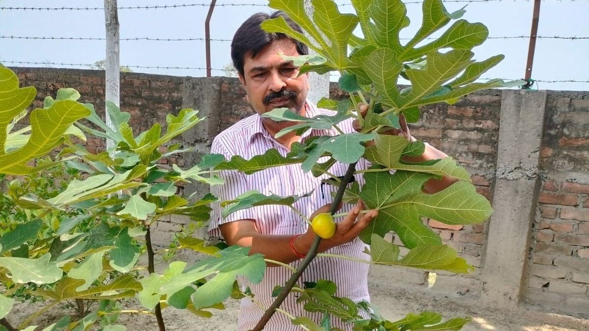 टिशू फार्मिंग से हो रही खेती
