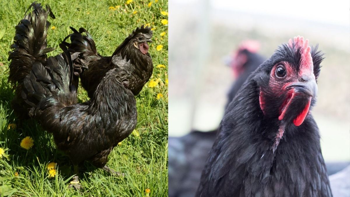 ayam cemani chicken 