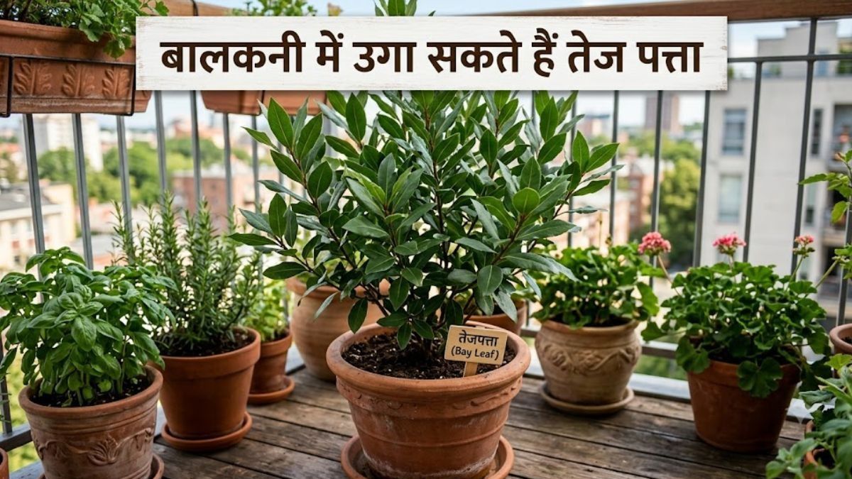 Bay Leaf Plant (Photo/Gemini AI)