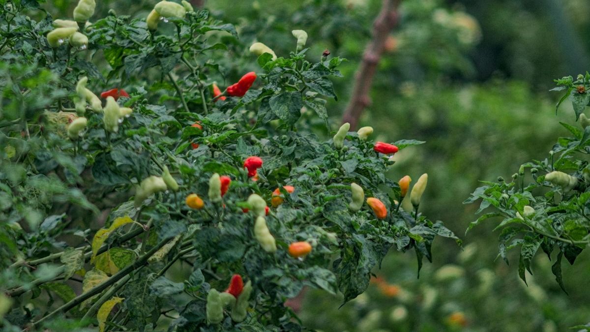 Green Chillies 