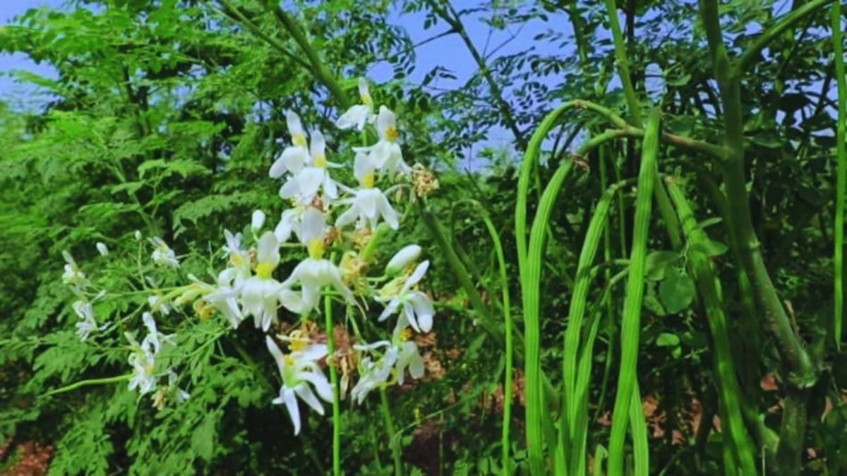 moringa farming