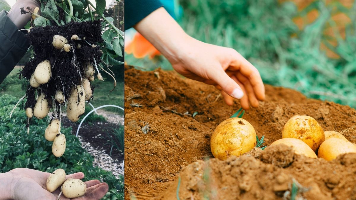 How To Grow Potato
