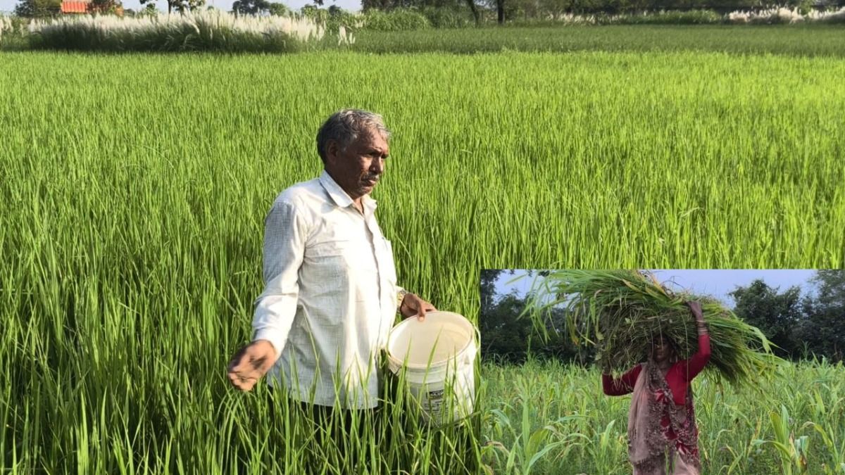 चित्रकूट में जैविक खेती से बदली किसानों की तस्वीर