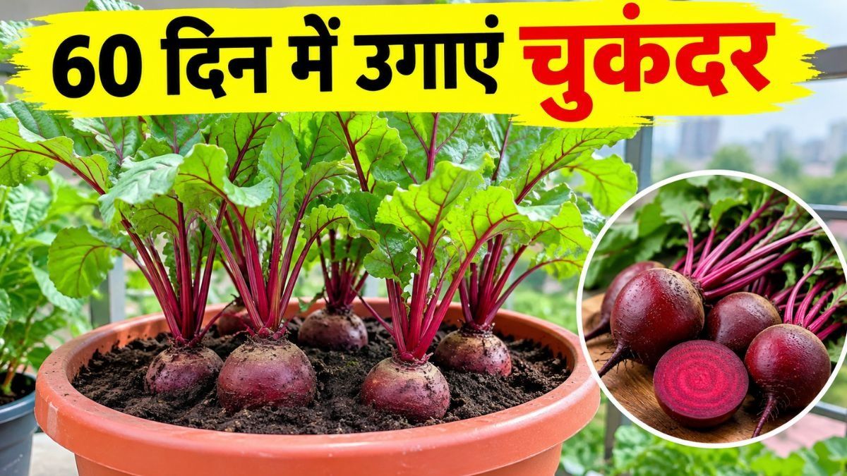 Gardening Tips