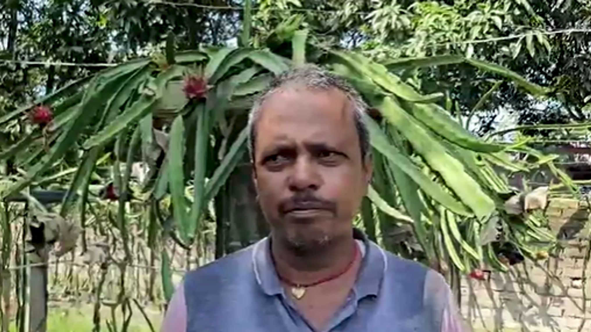 Dragon Fruit Cultivation