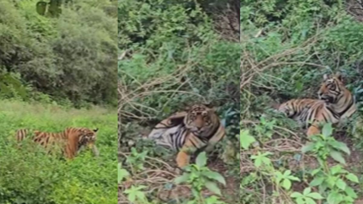 Sariska Tiger Reserve
