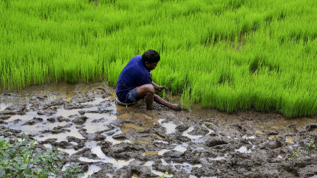 Farmer (Photo/PTI)