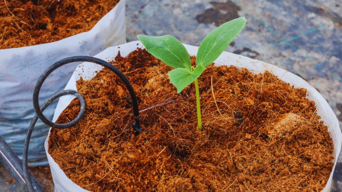 cocopeat