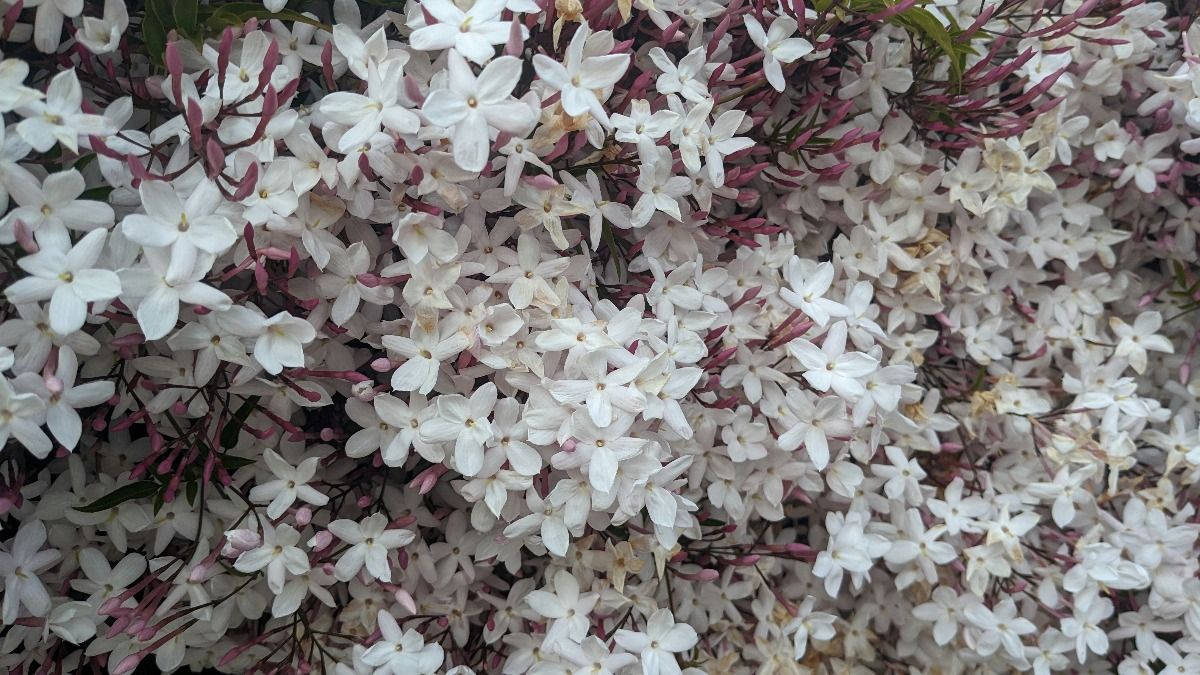 jasmine plant flowering tips