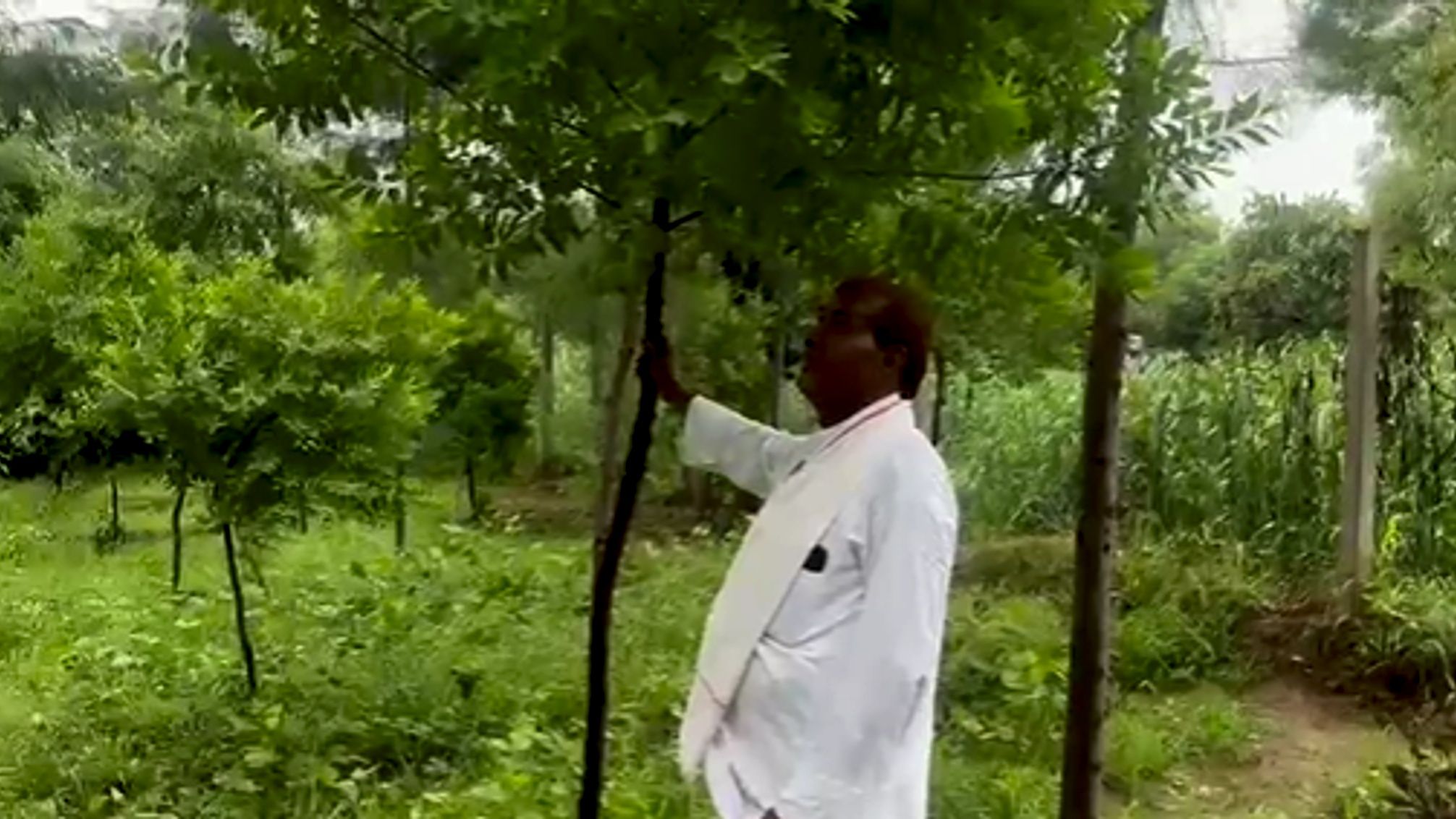 राजस्थान में हो रही चंदन की खेती