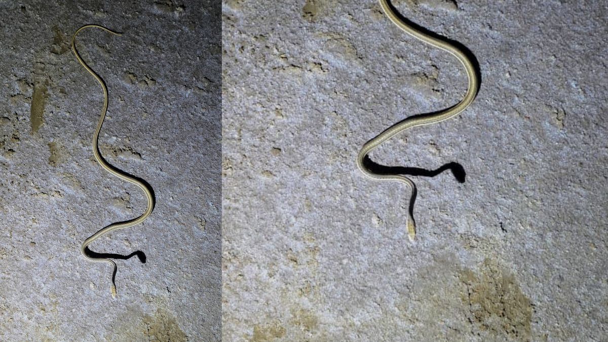 Afro-Asian sand snake