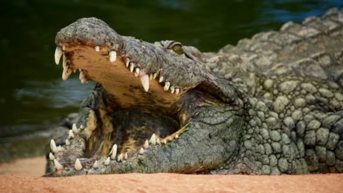 AI-Generated Crocodile