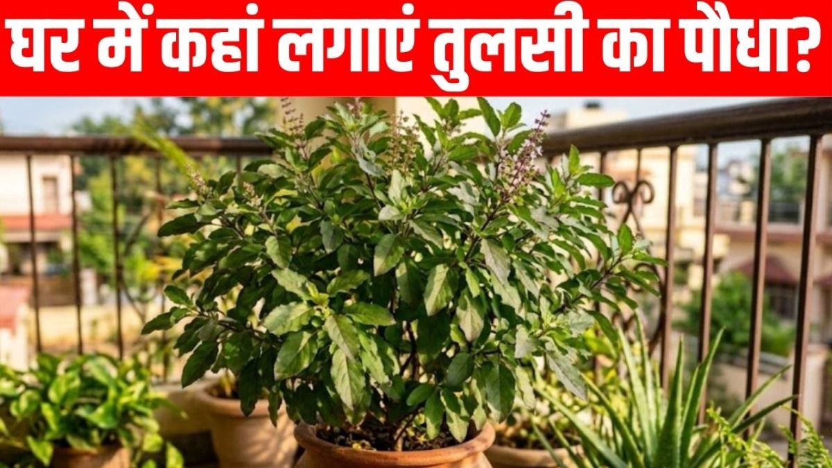 Vastu Tips for Tulsi Plant