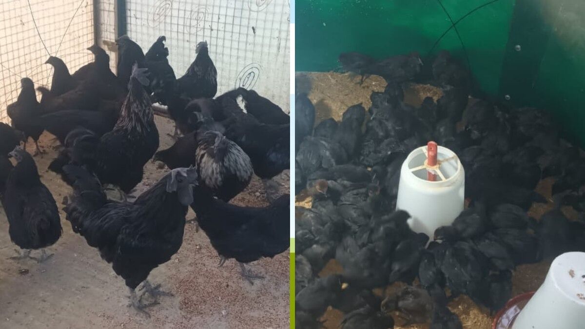 Kadaknath Chicken farming