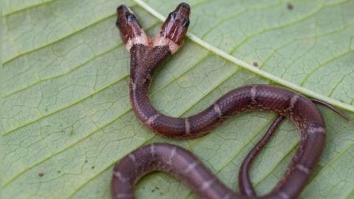 Two Headed Snake 
